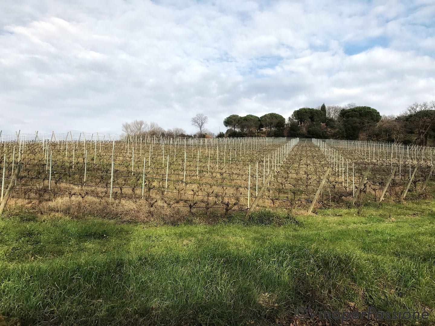 Ot wine Toscana vista vigne