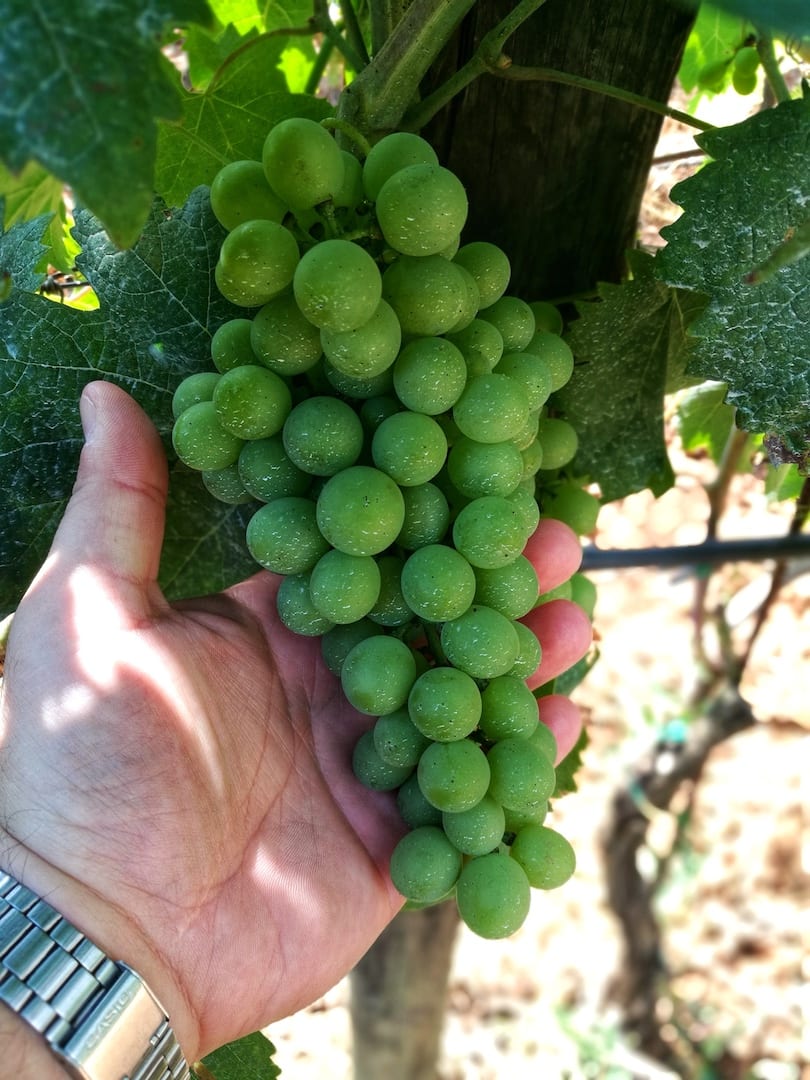 Le uve di Bulichella prima dell'invaiatura