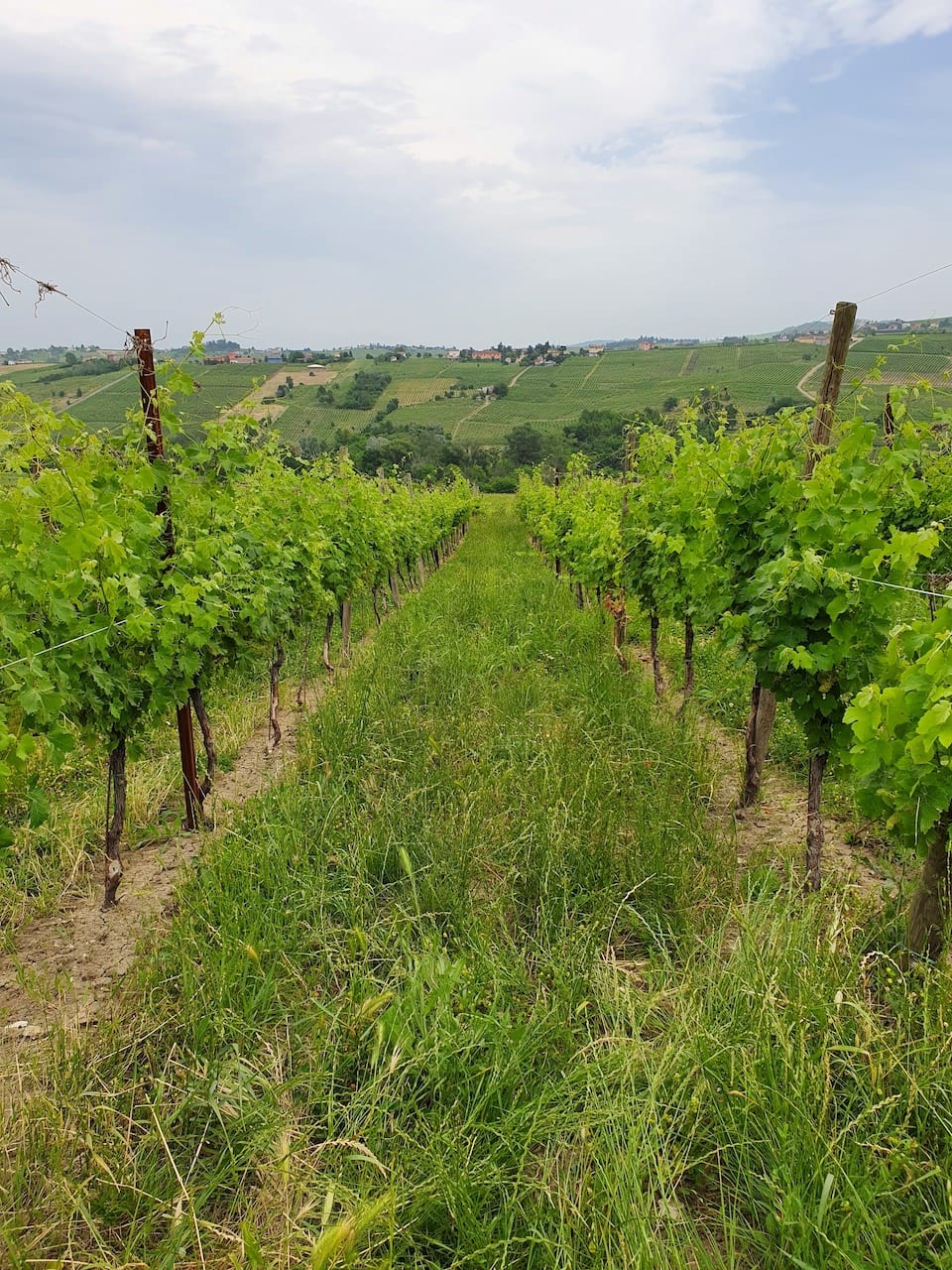 Vigne che producono vino naturale